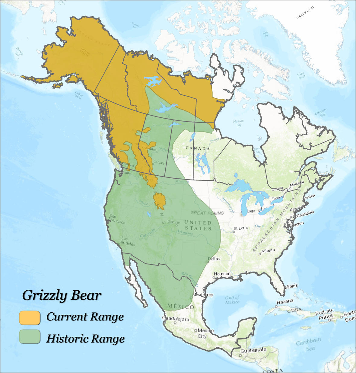Grizzly bears are expanding their roaming grounds meaning they need more  protection, new study says